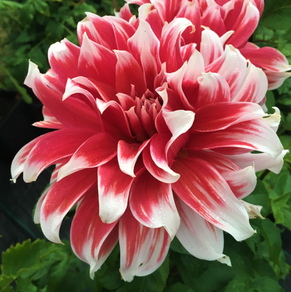 Dahlia Frost Nip